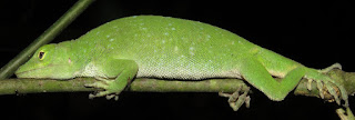 Norops biporcatus, Green Tree Anole