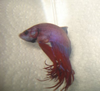 crowntail betta splenden