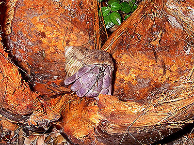 Land hermit crab, Coenobita rugosus