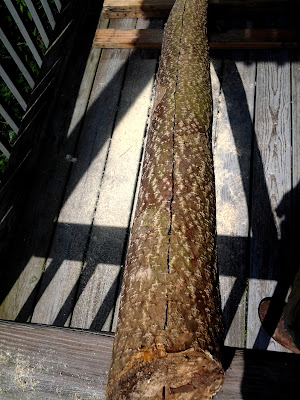 invasive tree cutting rescued for use as curvy bed posts