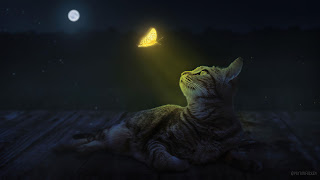 صورة فراشة ذهبية مضيئة وقط بجودة 4K