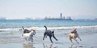 Perros en la playa: Normas básicas para el dueño 