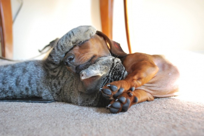 20 cats who totally had a crush on dogs