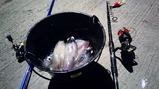 Pêche au calamar du bord