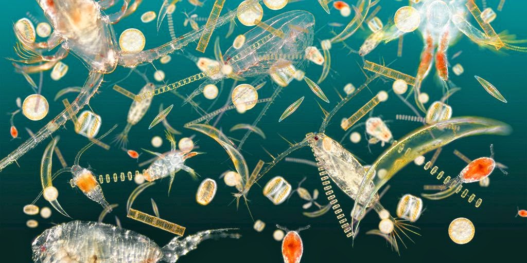 Blognya anak tuban sejati Mengenal Plankton  lebih dekat