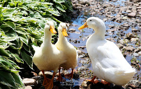 Clyde the Duck Sign From Vintage Rocker Bliss-Ranch.com