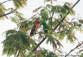 Birding in Manokwari's lowland forest