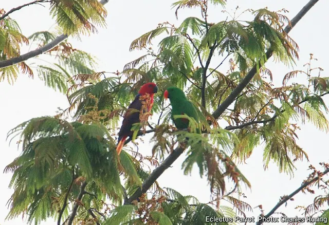 Birding in Manokwari's lowland forest