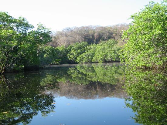 PENGERTIAN DEFINISI ISTILAH ARTI KATA Manfaat Hutan Mangrove