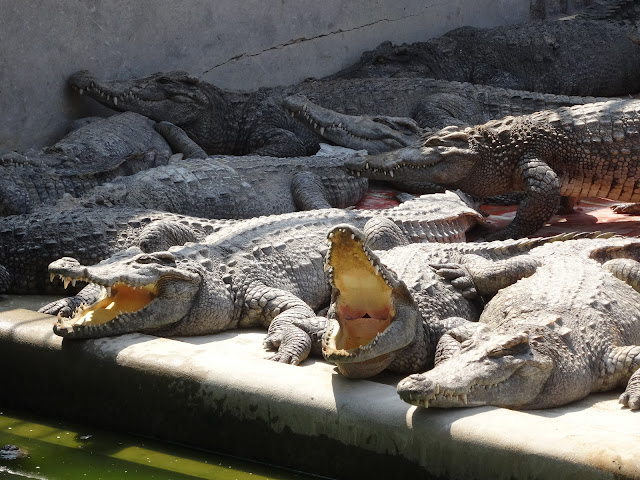 crocodile battambang cambodia