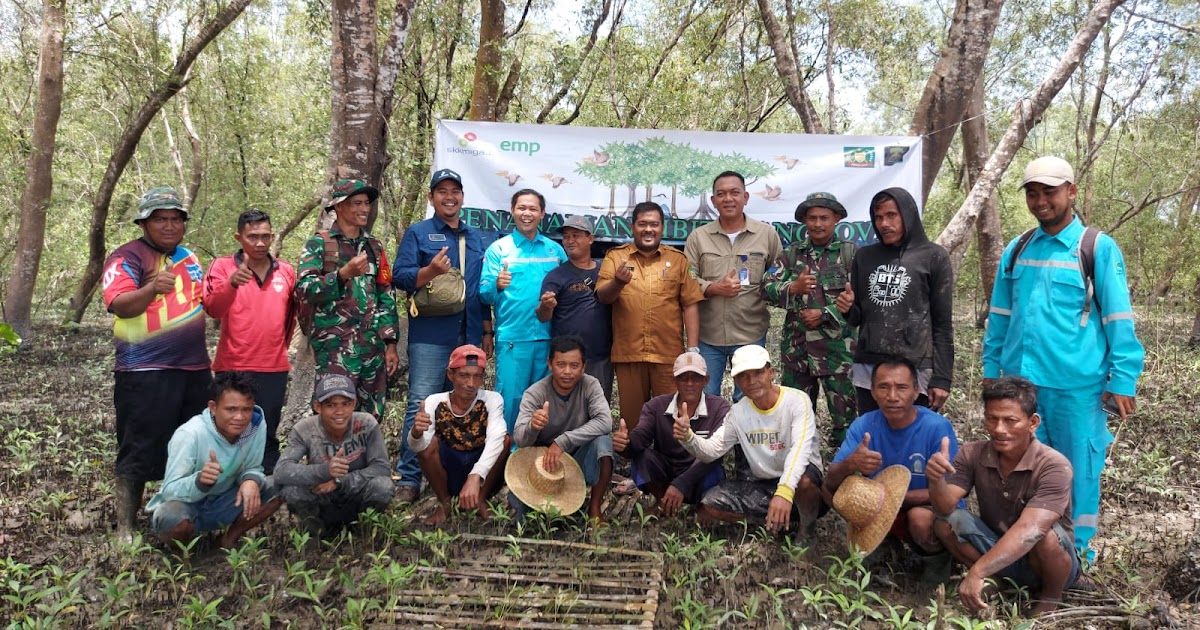 EMP Gebang Limited Tanam 1.500 pohon Mangrove | Radar Istana