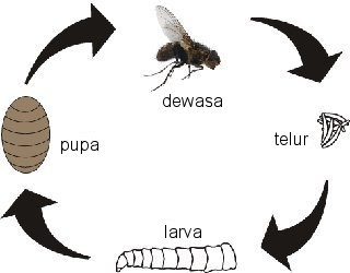 My Share Learning Content: 1.5 Pencegahan Jangkitan 