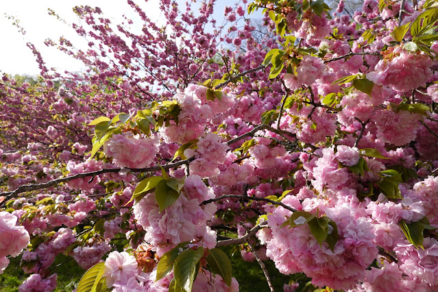 鳥取県西伯郡伯耆町小林 マウンテンストリームきしもと ヤエザクラ（八重桜）