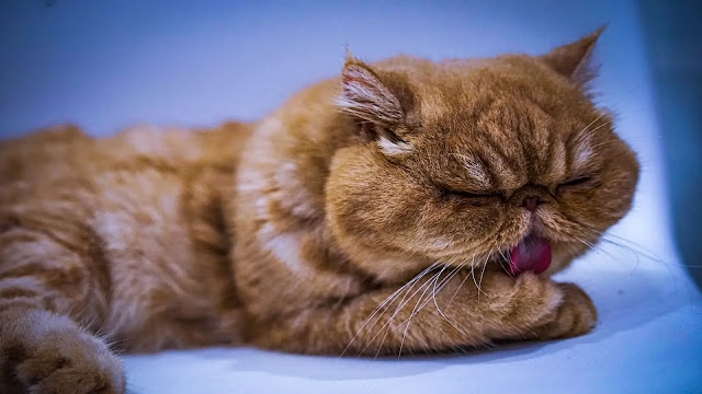 Cat licking his paws