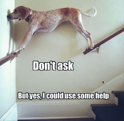 Funny And Hilarious Dogs On Pinterest