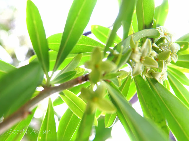 Daphne pseudomezereum