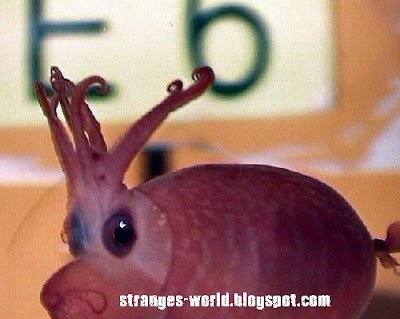 Strange sea creatures @ strange picture