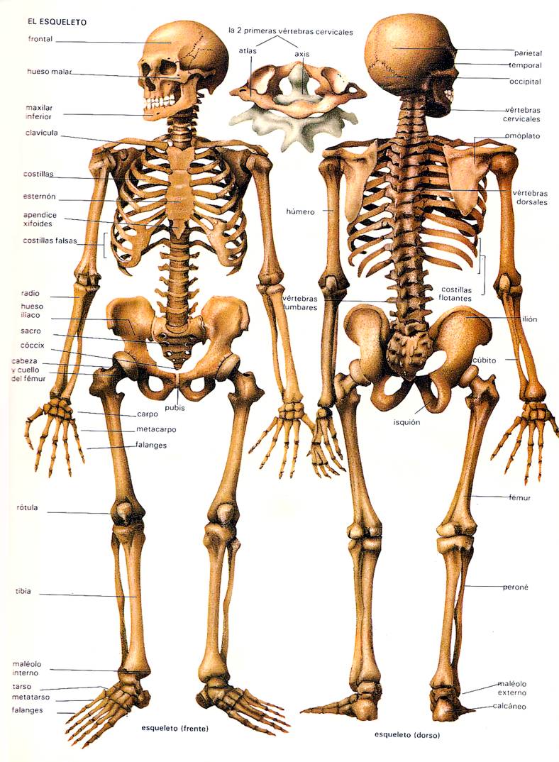 ser humano > anatomía > esqueleto > vista posterior imagen  - Imagenes De Esqueleto Del Cuerpo Humano