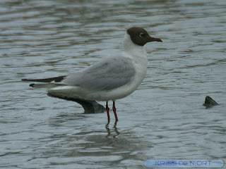 Chroicocephalus ridibundus - Mouette rieuse