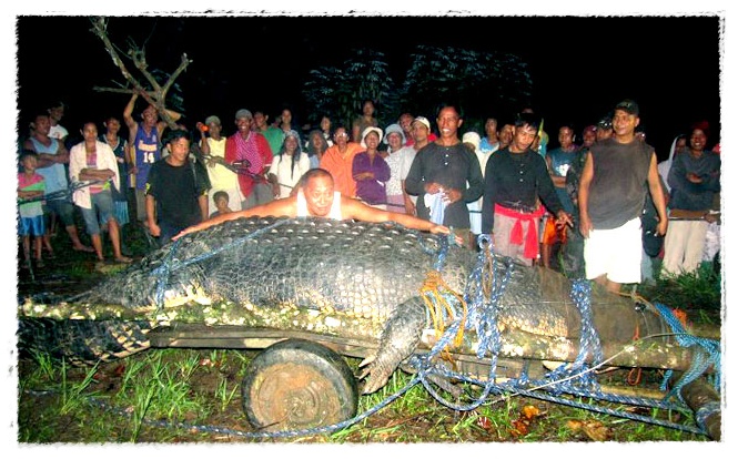  Gambar  Buaya di Kepulawan Indonesia Dunia Binatang