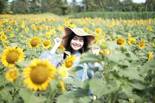 Kebun Bunga Matahari