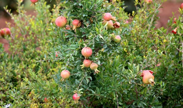 Anara (Punica granatum)