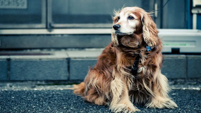 Cocker Spaniel