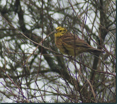 14 yellowhammer-2