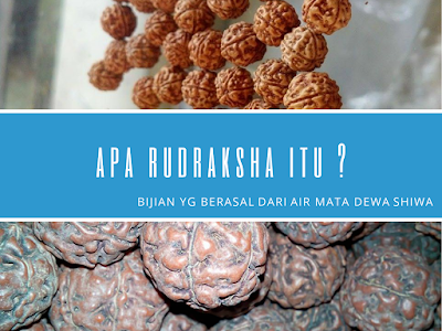 Apa Biji Jenitri atau Rudraksha itu ?