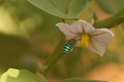 blue banded bee on brinjal flower