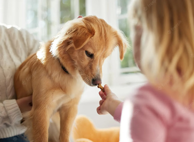 5 Best Dogs for a First-Time Pet Owner