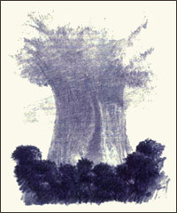 Desenho da árvore que era a Ilha Prisão.