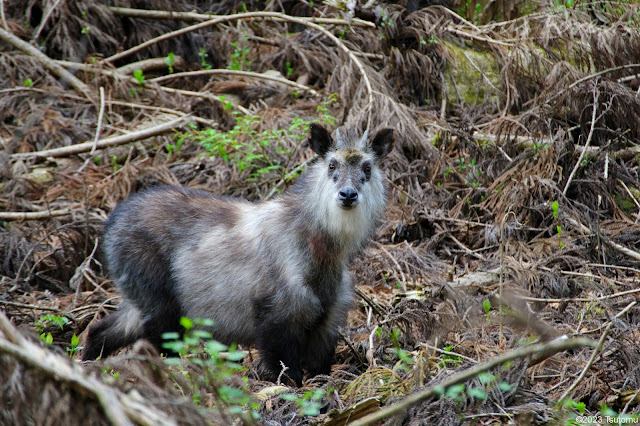 Japanese Serow