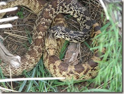 Bull Snake, ready to strike