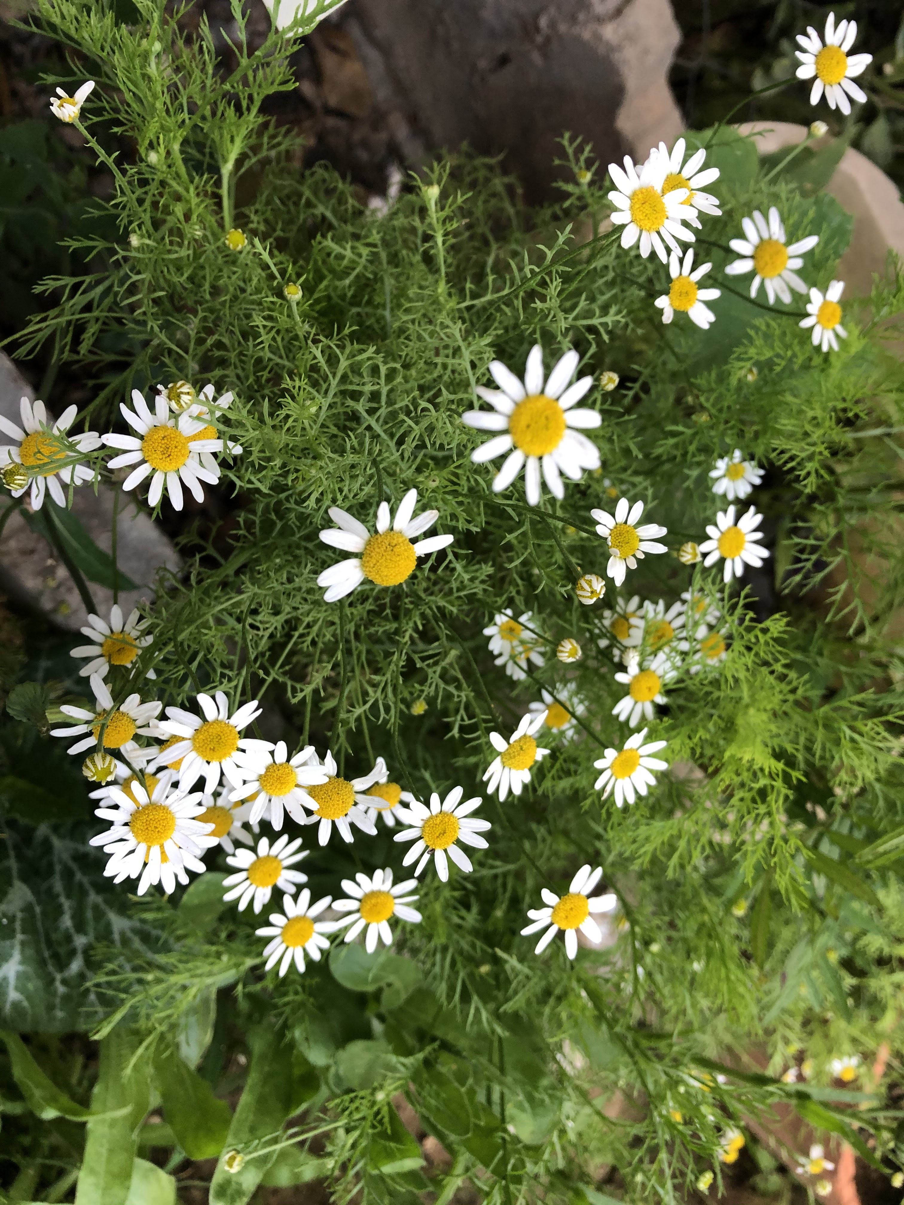 Specifically for pepper plants, chamomile attracts pollinators and repels insects with its sweet scent