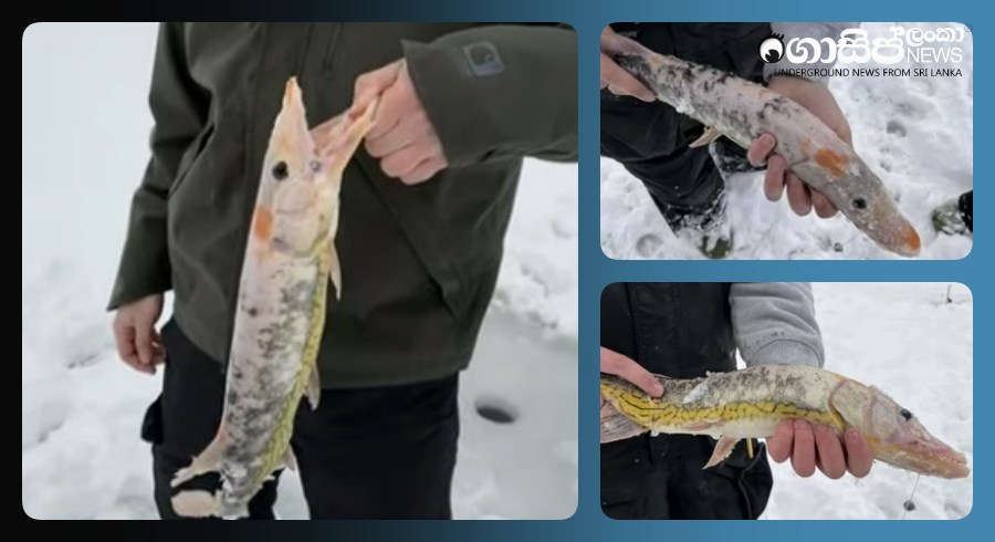 ugly-fish-chain-pickerel-Sabin-Pond-Vermont-leucism