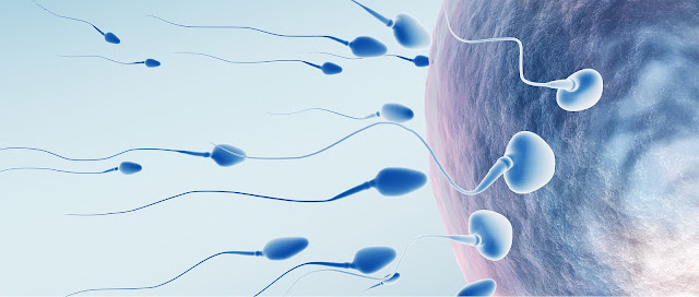 sperm count test market