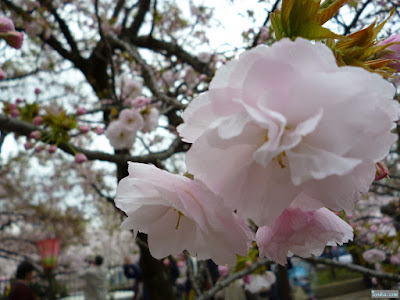 八重桜