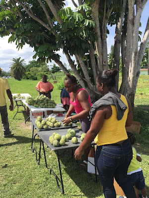 Sugar apples, Bahamas - curiousadventurer.blogspot.com