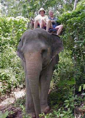 s never been a thing I genuinely fancied doing though I am certain it would live a fun thing to create Bangkok Thailand Place should to visiting: Elephant Ride inwards Phuket - Elephant Trekking