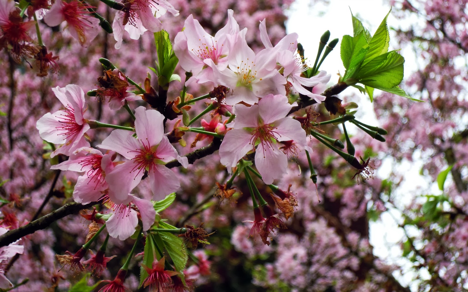 HD Wallpapers Desktop Sakura Tree  HD Wallpapers