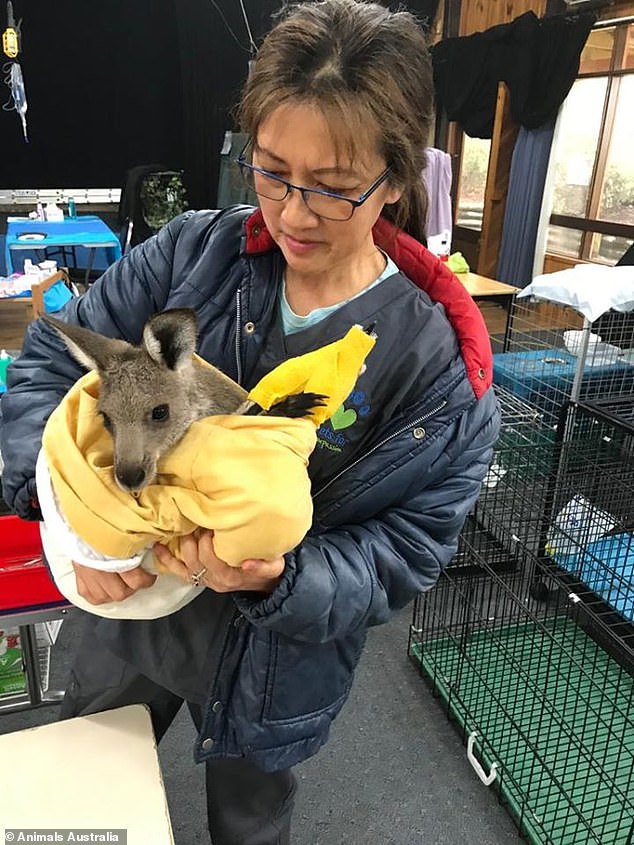 Aircrafts Are Used To Feed Thousands Of Animals That Are Starving To Death In Australia