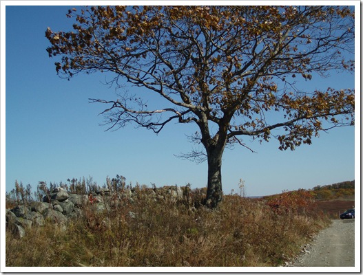 Clary Hill 039