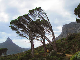 Windblown trees Cape Town