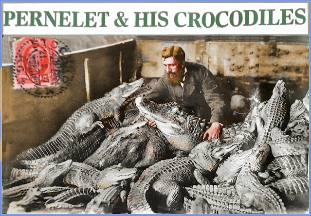 Monsieur Pernelet And His Crocodiles