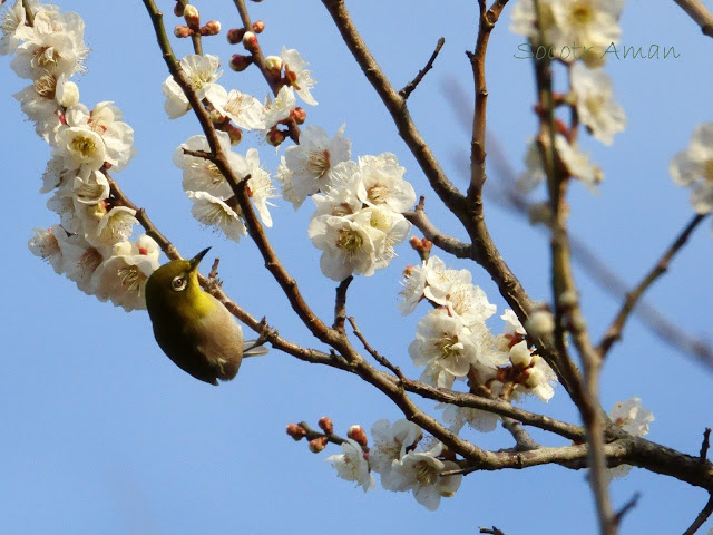 Zosterops japonicus