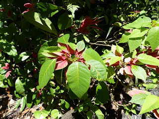 Euphorbia pulcherrima - Poinsettia - Etoile de Noël