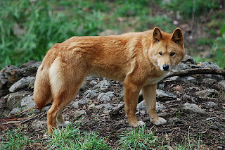 dingo