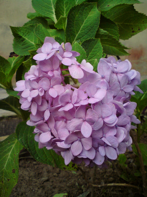 Hydrangea