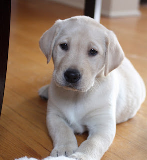 Chocolate Lab Puppies